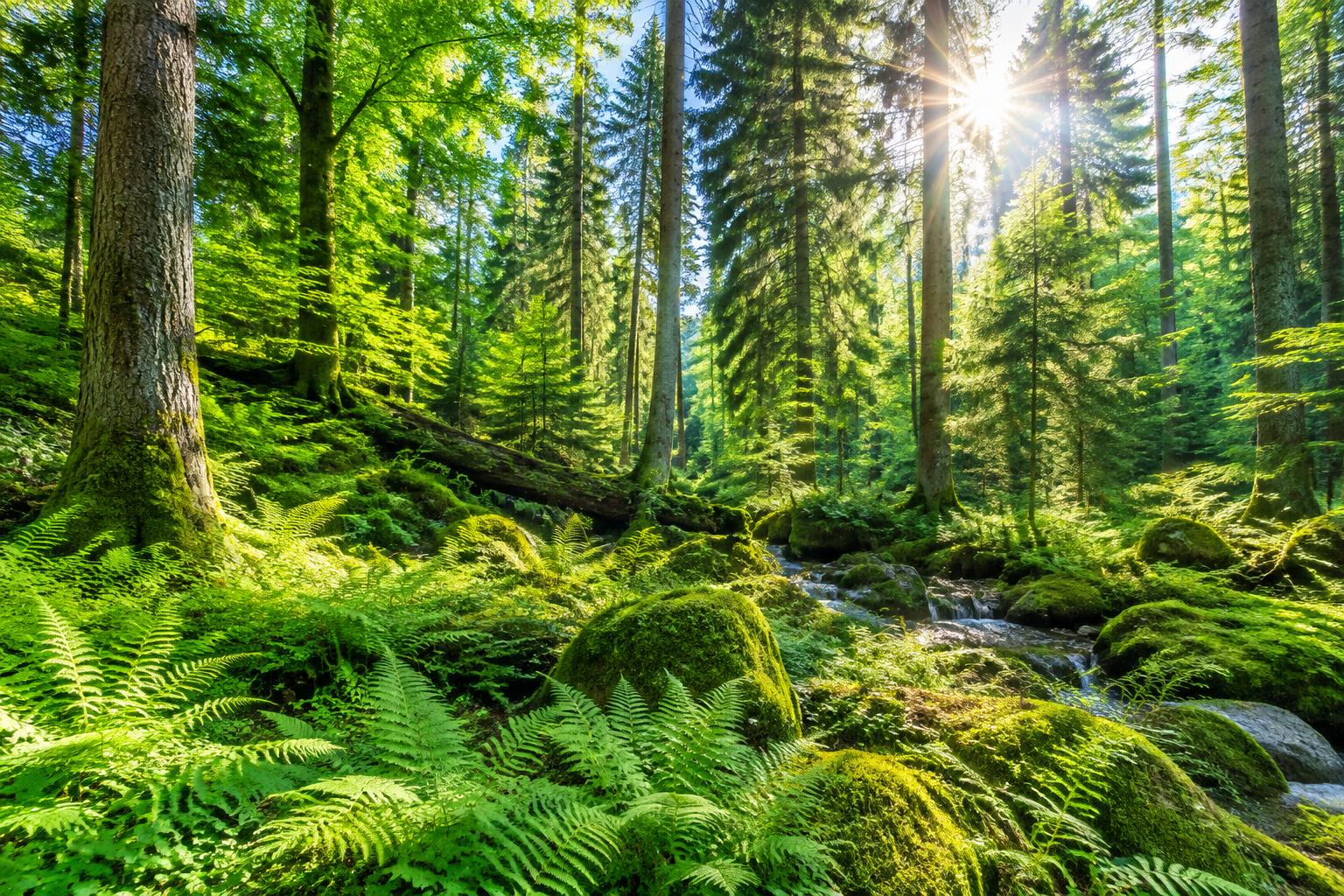 Sunlight in a lush green forest
